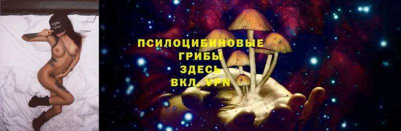 Галлюциногенные грибы Psilocybine cubensis  Нытва 